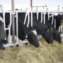 After calving, high maintenance requirements and the increased nutrient demands for lactation result in some level of negative energy balance. 