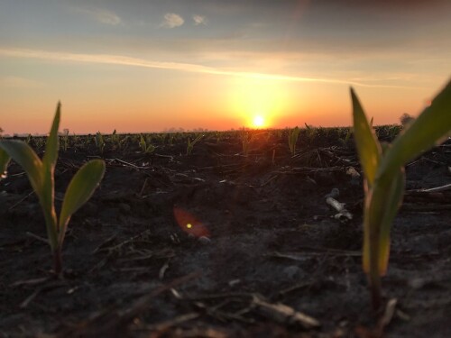 Corn. Photo Courtesy: Tyne Morgan
