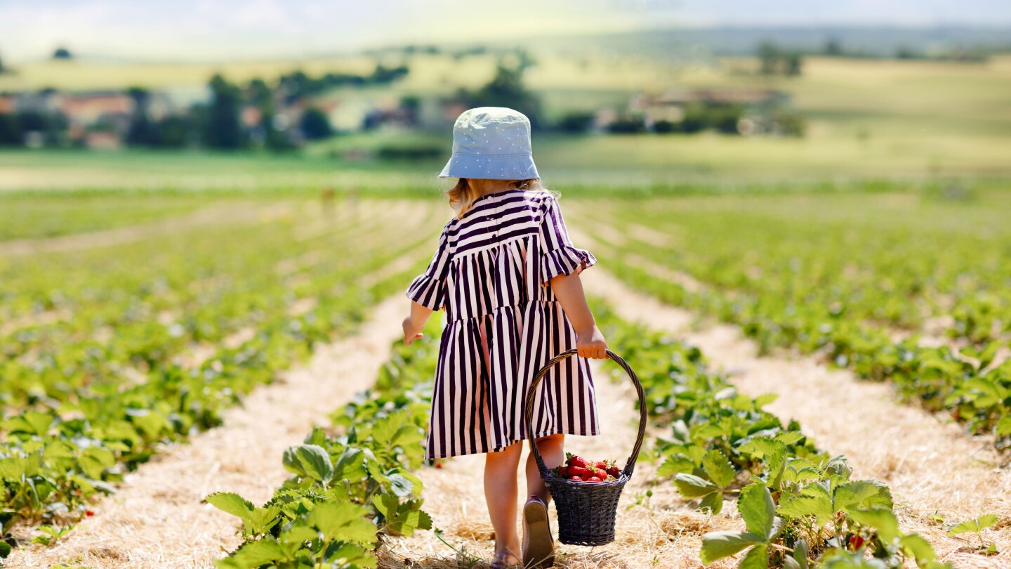 Explore you-pick farms with Georgia Grown's new map - The Packer ...