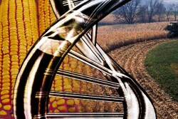 USDA will not seek to regulate gene editing technologies.