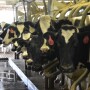 DT_Dairy_Cows