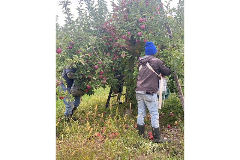 apple orchard