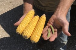 Corn and soybeans from the Farm Journal Midwest Crop Tour stop in Sac County, Iowa.