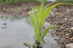 corn-seedling-flooded