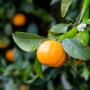 Sunkist pixie