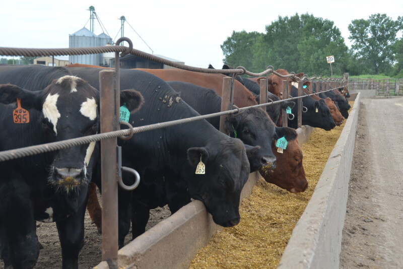 USDA's March 1 cattle on feed report estimated 1% more cattle in feedlots than the same period last year.