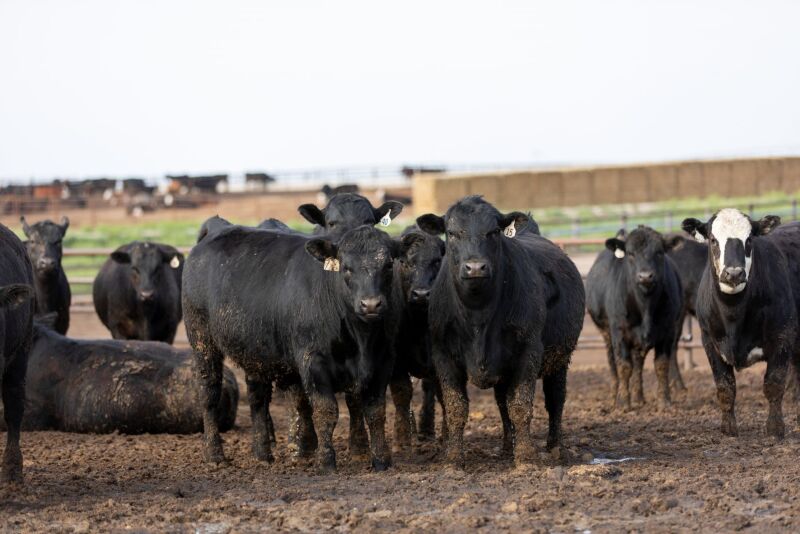 Angus steers