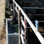 USDA released some clarification as to where cattle fit in each category.