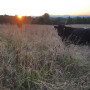 AFT cow_0.jpg
