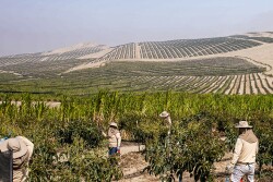 Photo of workers in field of Peruvian avocados