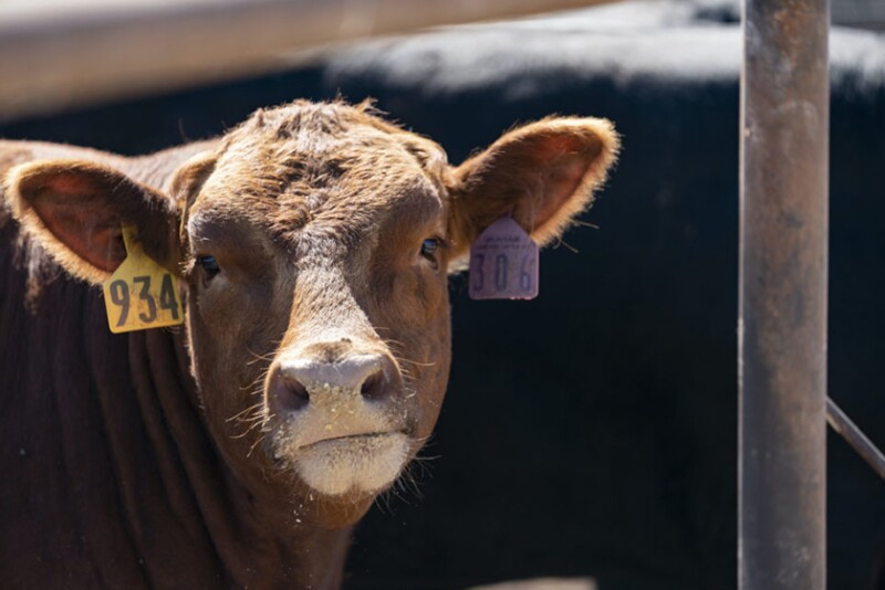 This is a ready-to-use injectable solution containing 100 mg of tulathromycin/mL, a trusted antibiotic to treat and control BRD, foot rot and pinkeye in cattle, as well as swine respiratory disease. 