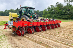 Workers plant slips for a sweet potato crop from Nash Produce LLC.
