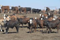 Cash cattle prices higher