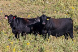 Angus bull and cow