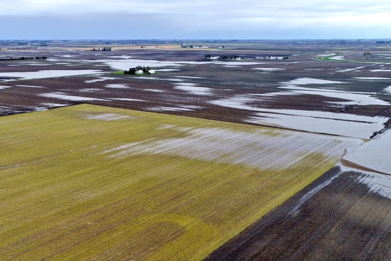 Flooding in recent weeks has lead to replant in some areas.