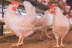 White hens