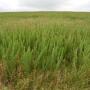 Weeds in Pasture