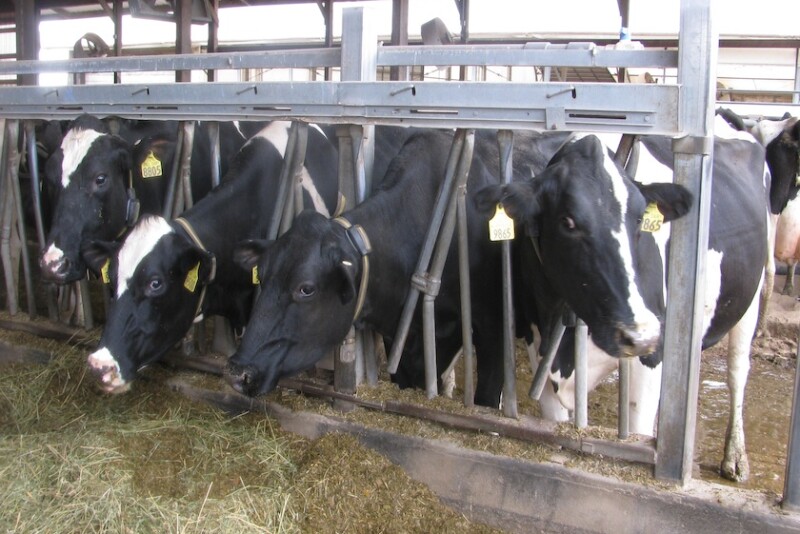 If you watch carefully, you can tell a lot about a cow by reading her face. Know the telltale facial expressions of cows in the early stages of pain and sickness.