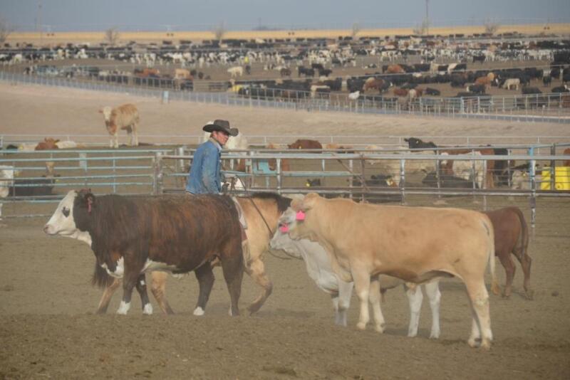 Projected annual profit margins for beef packers and cattle feeders have been updated by Sterling Marketing, Inc.