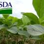 USDA-soybeans-closeup.jpg