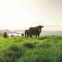 Silver Fern Farms