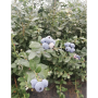 peru blue