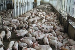 Hogs_Pigs_Grower.JPG