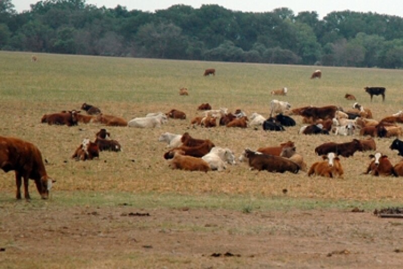 cattle drought 3