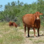BT_South_Texas_Cows