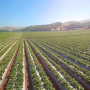 Strawberries grow for Naturipe Farms in California.