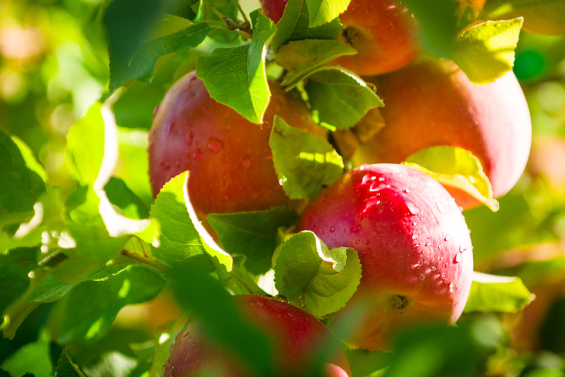 Fuji apples