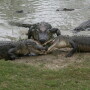 Alligators