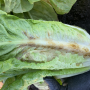This head of romaine lettuce showing damage from the Impatiens Necrotic Spot Virus (INSV) in the Salinas Valley earlier this season.
