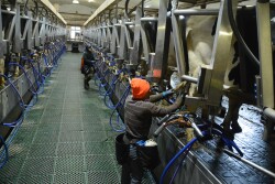 Train milkers to follow proper milking procedures.