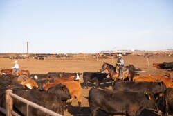 Wilson Cattle Company & Beef Northwest cast a vision for the future of beef production.