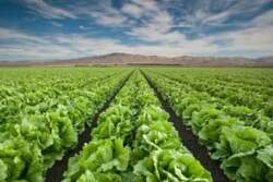 California lettuce and leafy greens