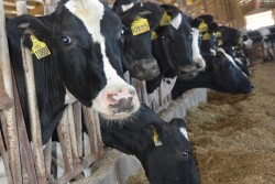 Cows have special needs during the last three weeks of gestation.