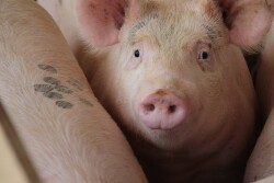 Pig