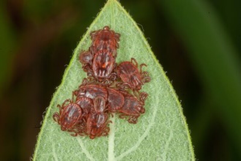 Asian longhorned ticks.jpg