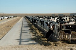 Dairy