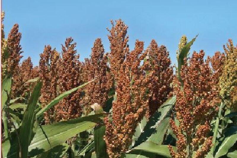 sorghum