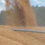 grain