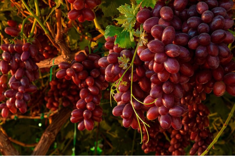 grapes.jpg
