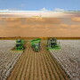 Cotton Harvest in Texas