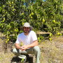 A man is shown checking a mango crop in Mexico.