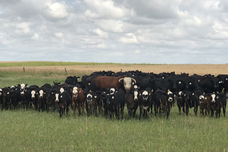Spring calves