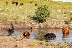 Cows in pond.jpg