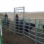 We still have much to learn about assessing animals’ mental states, both positive and negative.