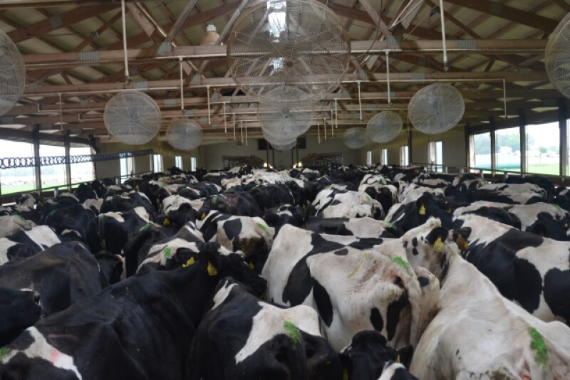 DT_Dairy_Cows_Push_Up_Pen_Fans.JPG