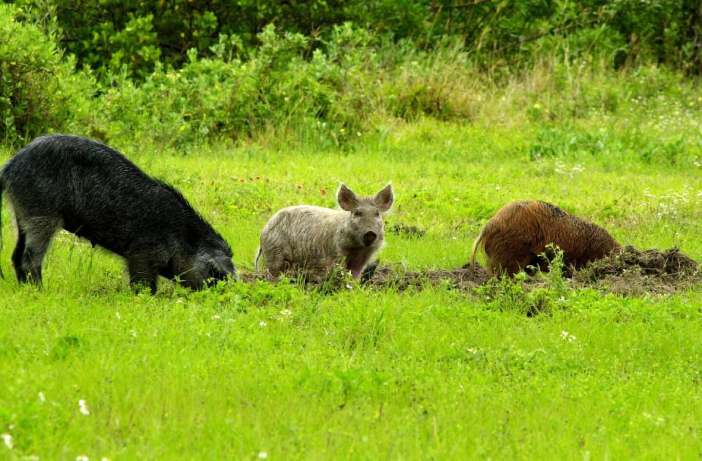 Wild pigs